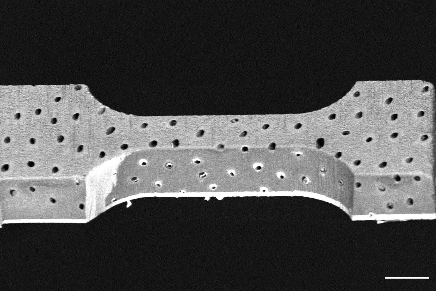 scale bar : 10µm Image MEB d'une éprouvette micrométrique de dentine pour essai de traction in-situ